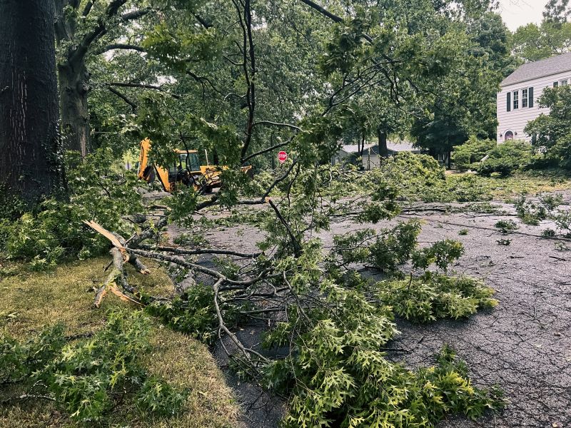 Storm Damage Causing Tree Fall