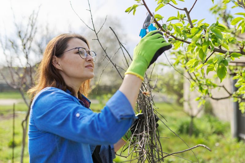 Pear Tree Pruning