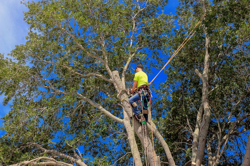 Tree Pruning in Action