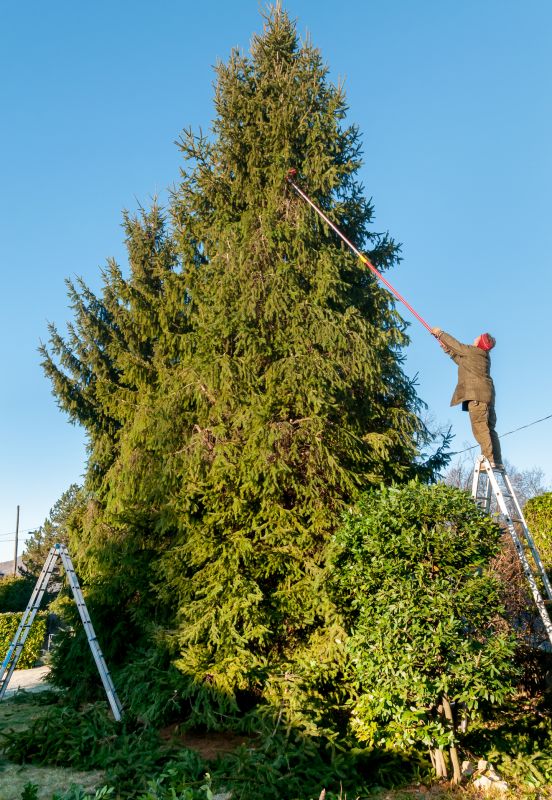 Tree Trimming in Winter