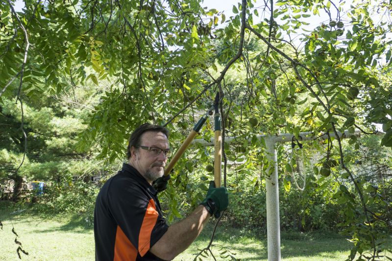 Spring Tree Pruning