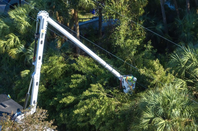Summer Tree Maintenance