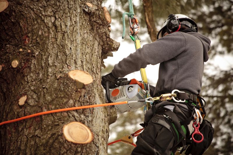 Equipment Used in Tree Trimming