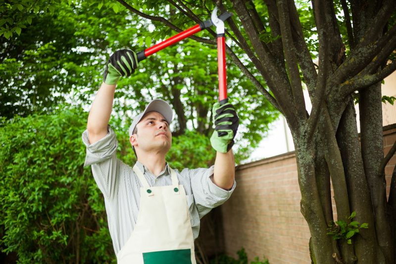 Licensed Tree Care Experts