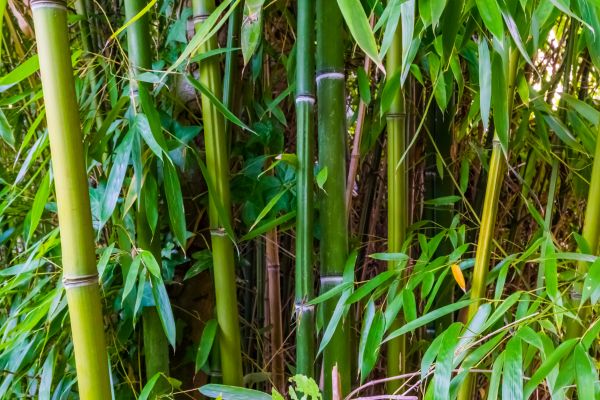 Cost of Bamboo Trimming in Bryan