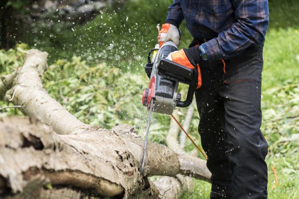 Cost of Branch Removal Service in Bryan