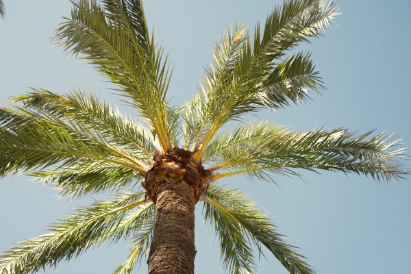 Palm Tree Pruning in Bryan