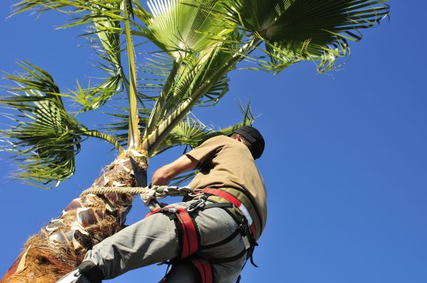 Palm Tree Trimming in Bryan