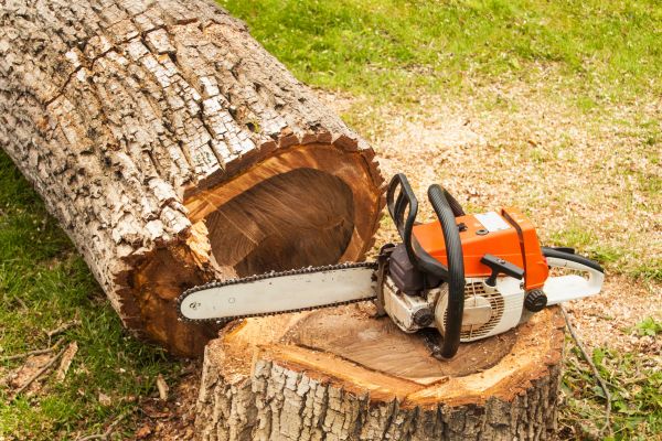 Tree Cutting Service in Bryan