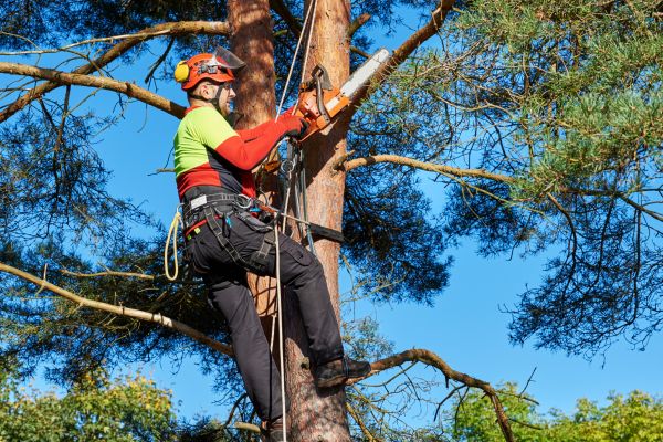 Tree Service in Bryan