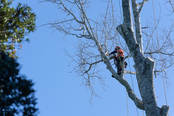 Cost of Tree Topping Service in Bryan
