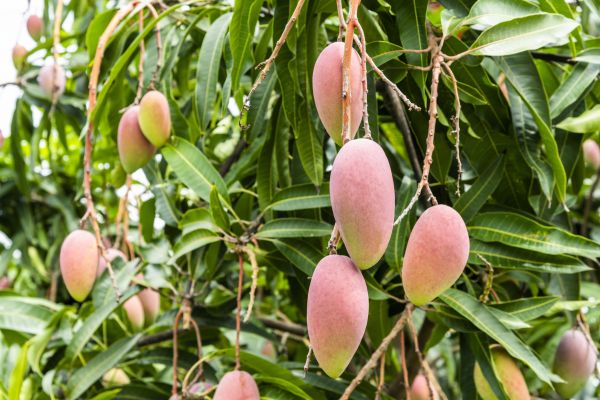 Cost of Mango Tree Trimming in Bryan