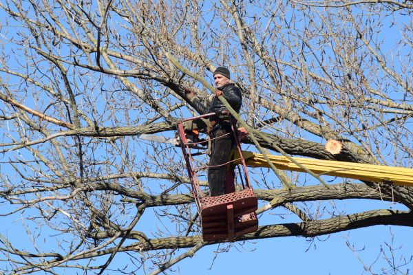 Cost of Emergency Tree Trimming in Bryan