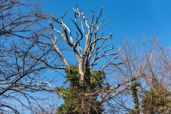 Cost of Deadwood Removal in Bryan