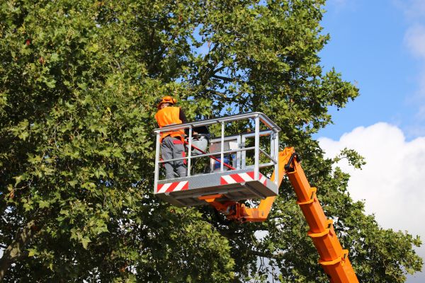 Commercial Tree Service in Bryan