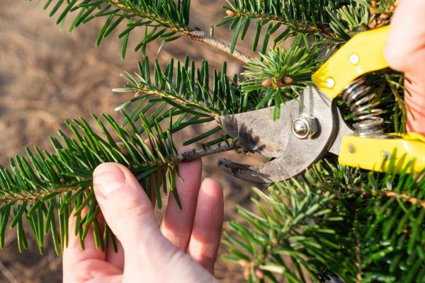 Pine Tree Pruning in Bryan