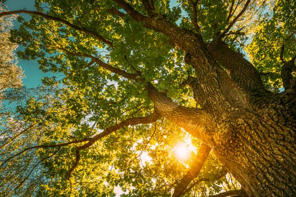 Cost of Oak Tree Pruning in Bryan