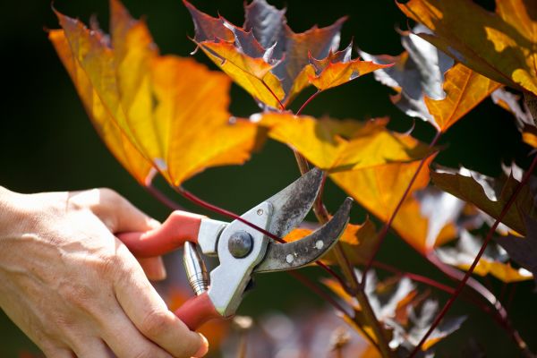 Cost of Maple Tree Pruning in Bryan