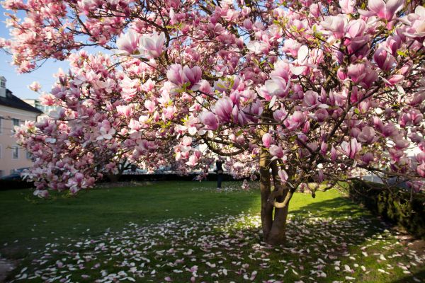 Cost of Magnolia Tree Pruning in Bryan