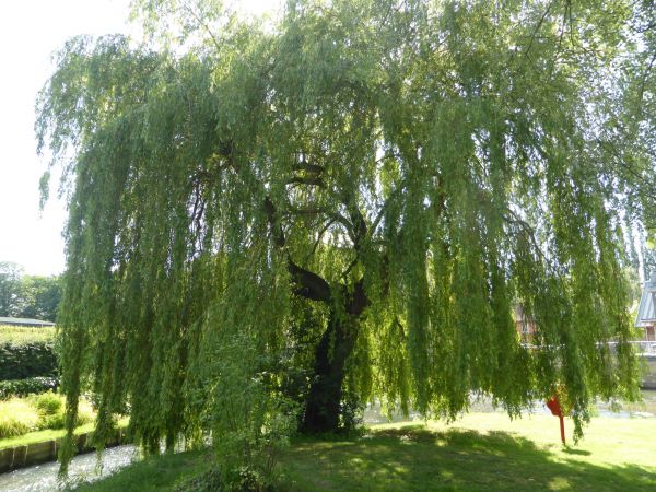 Cost of Willow Tree Trimming in Bryan