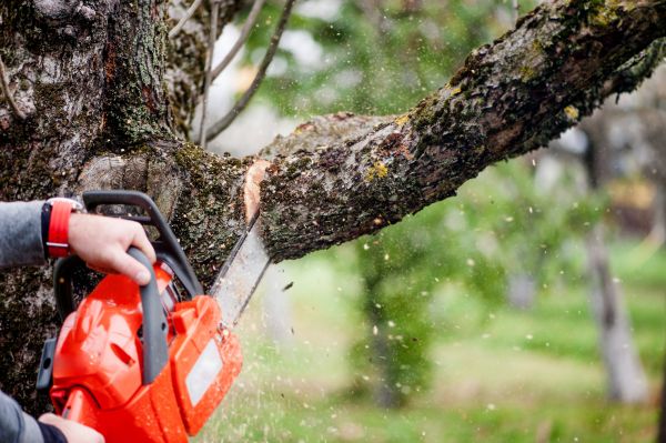 Cost of Tree Limbs Removal in Bryan