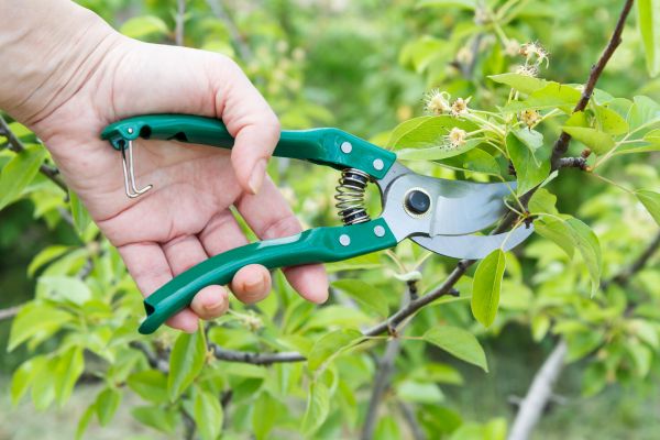 Cost of Pear Tree Pruning in Bryan