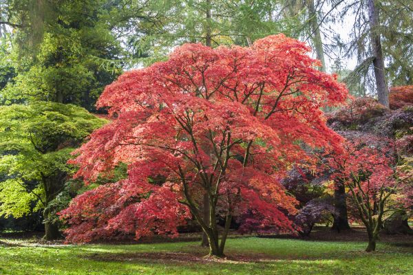 Japanese Maple Pruning in Bryan