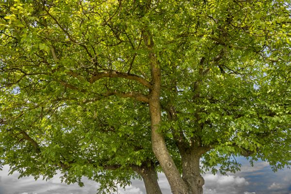 Cost of Walnut Tree Trimming in Bryan