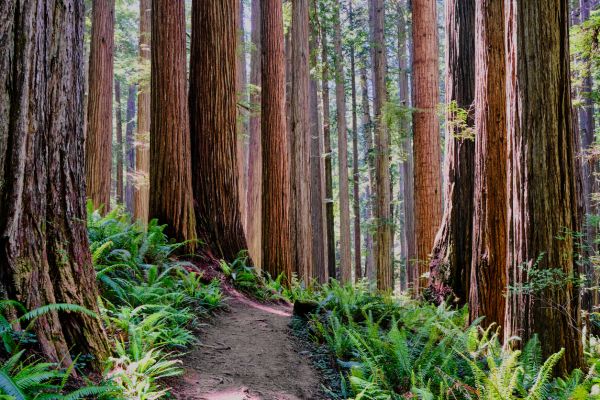 Cost of Redwood Tree Trimming in Bryan
