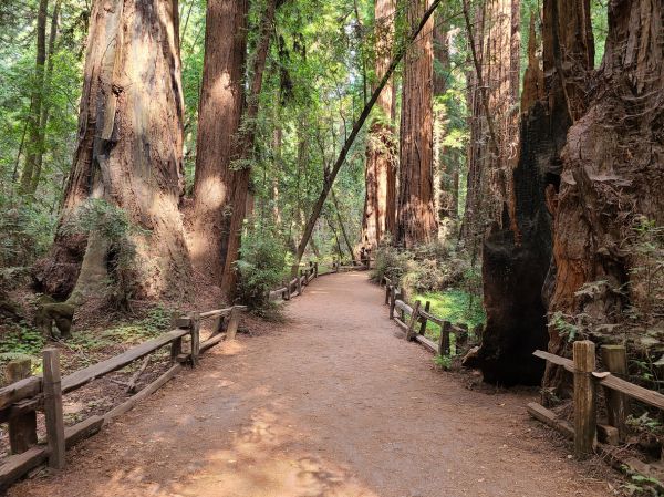 Cost of Redwood Tree Pruning in Bryan