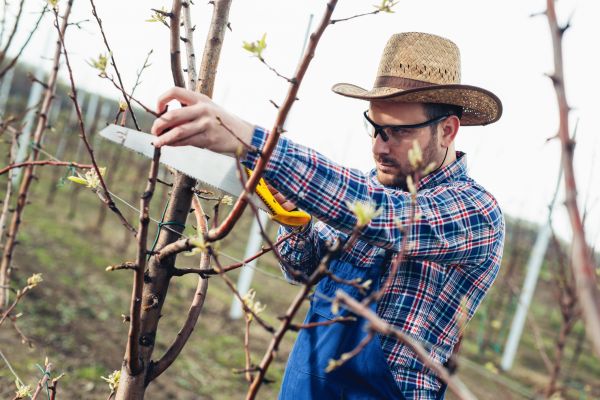 Cost of Orchard Tree Pruning in Bryan