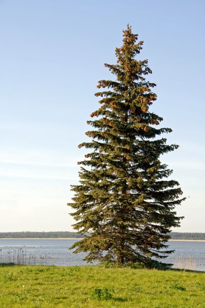 Cost of Spruce Tree Pruning in Bryan