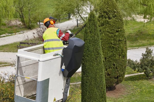 Cost of Cypress Tree Pruning in Bryan