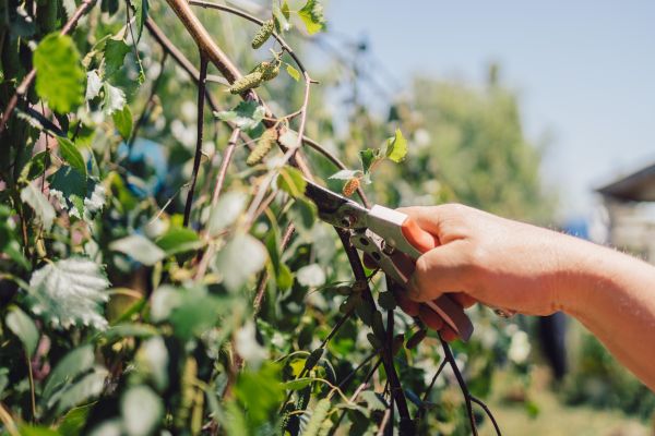 Cost of Birch Tree Pruning in Bryan