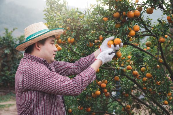 Cost of Orange Tree Pruning in Bryan