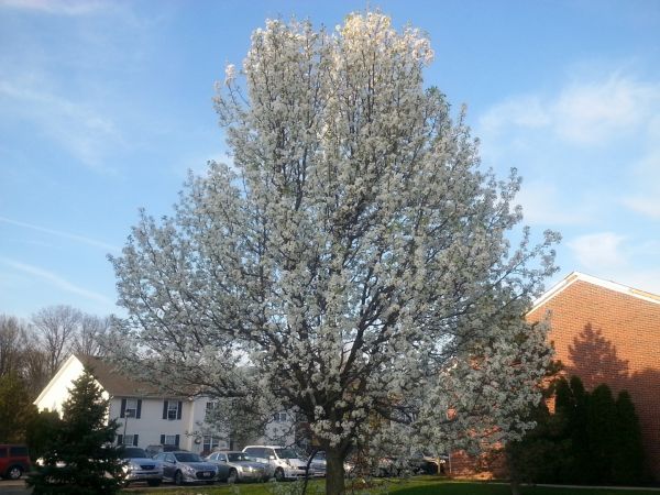 Cost of Bradford Pear Tree Pruning in Bryan