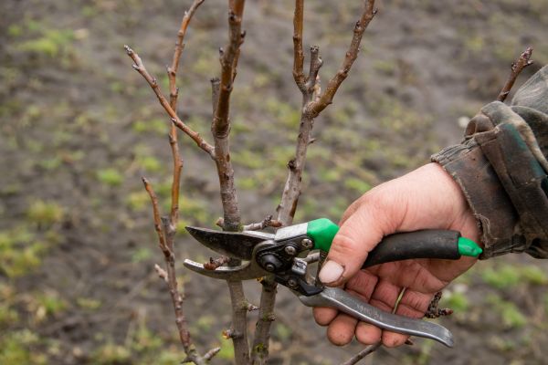 Cost of Pear Trees Pruning in Bryan