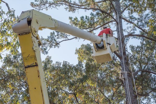 Cost of Limbs Trimming in Bryan