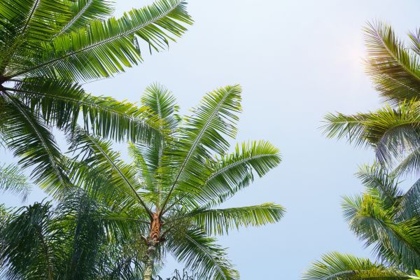 Cost of Queen Palm Tree Trimming in Bryan