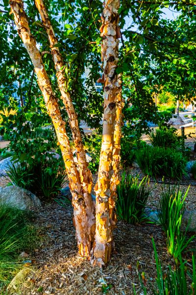 Cost of River Birch Trimming in Bryan