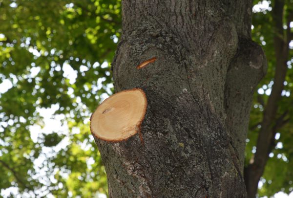 Cost of Limb Cutting in Bryan