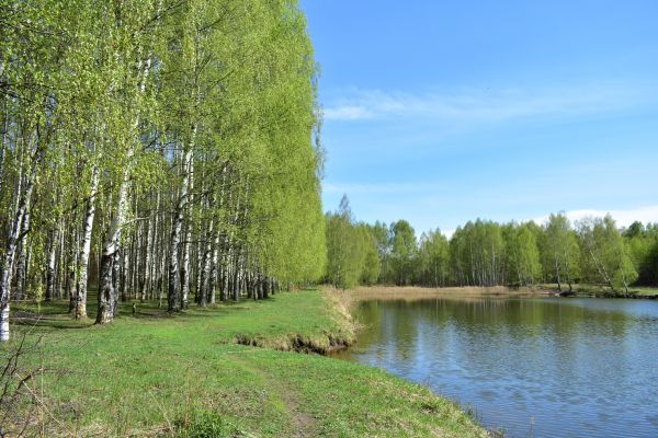 Cost of River Birch Pruning in Bryan