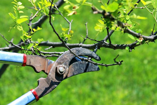 Cost of Branches Pruning in Bryan