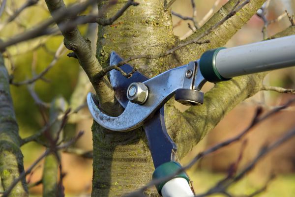 Cost of Tree Limb Trimming Service in Bryan