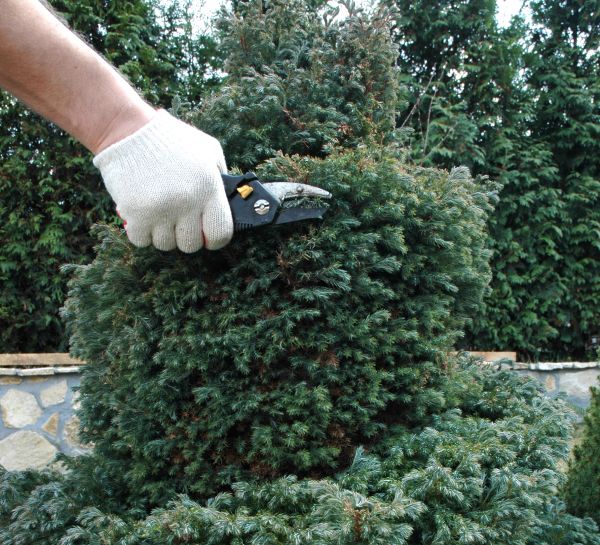 Cost of Ornamental Tree Trimming in Bryan