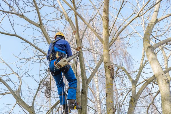Cost of Large Tree Trimming in Bryan