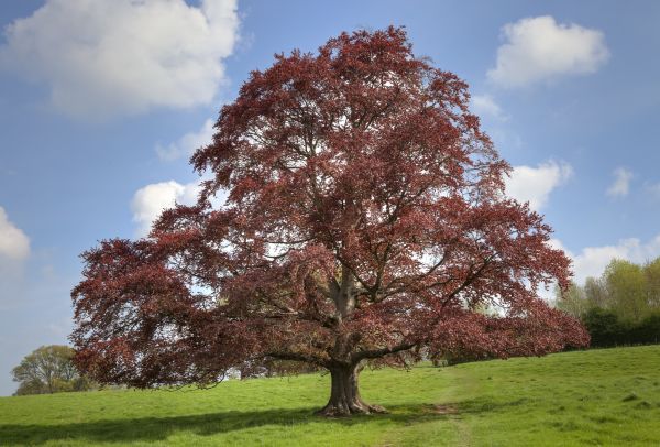Cost of Beech Tree Pruning in Bryan