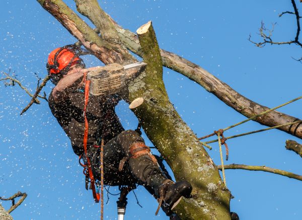 Tree Trimming Service in Bryan