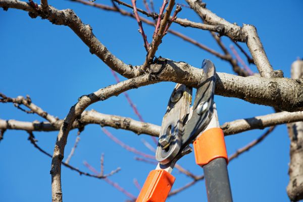 Tree Pruning in Bryan