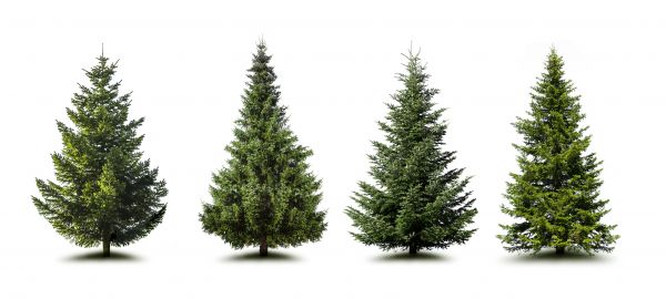 Cost of Pine Tree Trimming in Bryan